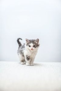 Portrait of cat sitting on floor