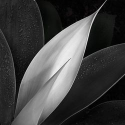 Close-up of water drops on white flowering plant