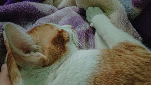 High angle view of cat sleeping in toy