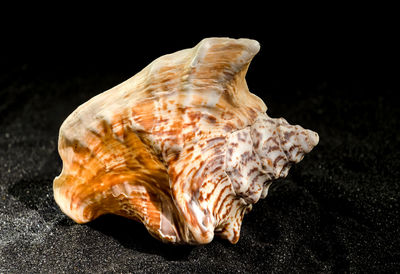 conch