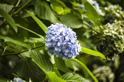 Close-up of purple flowering plant