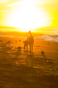 View of horse on beach during sunset