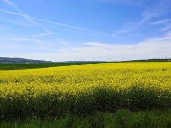 Scenic view of oilseed rape field against sky