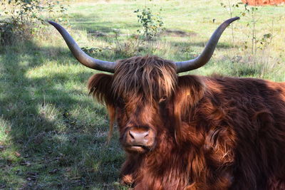 Highlander in a field