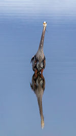 Full length of a duck swimming in lake