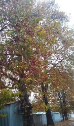 Low angle view of trees in autumn