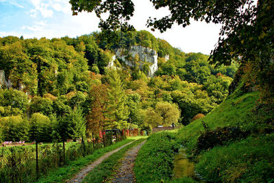 Panoramic view of trees on landscape against sky