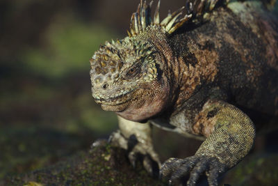 Close-up of a walking marine iguana