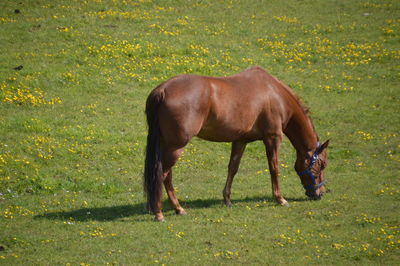 Horse grazing on field