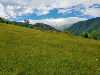 Scenic view of field against sky