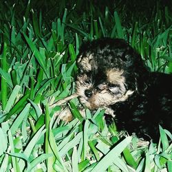 High angle view of dog