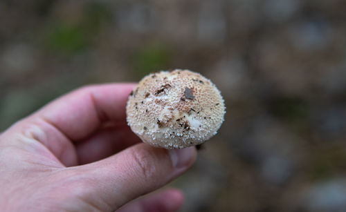 Close-up of person holding apple