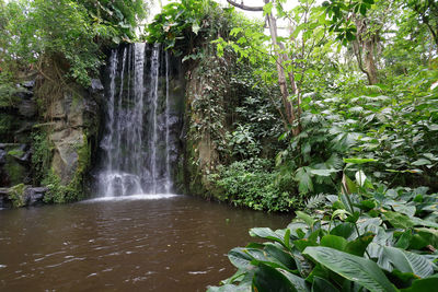 Scenic view of waterfall in forest