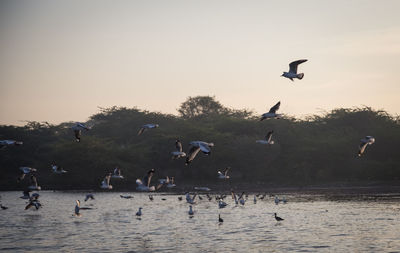 Birds flying over sea against sky