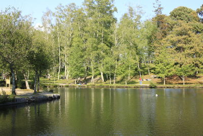 Reflection of trees in lake