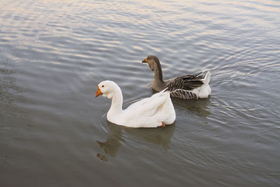 Swans swimming in lake