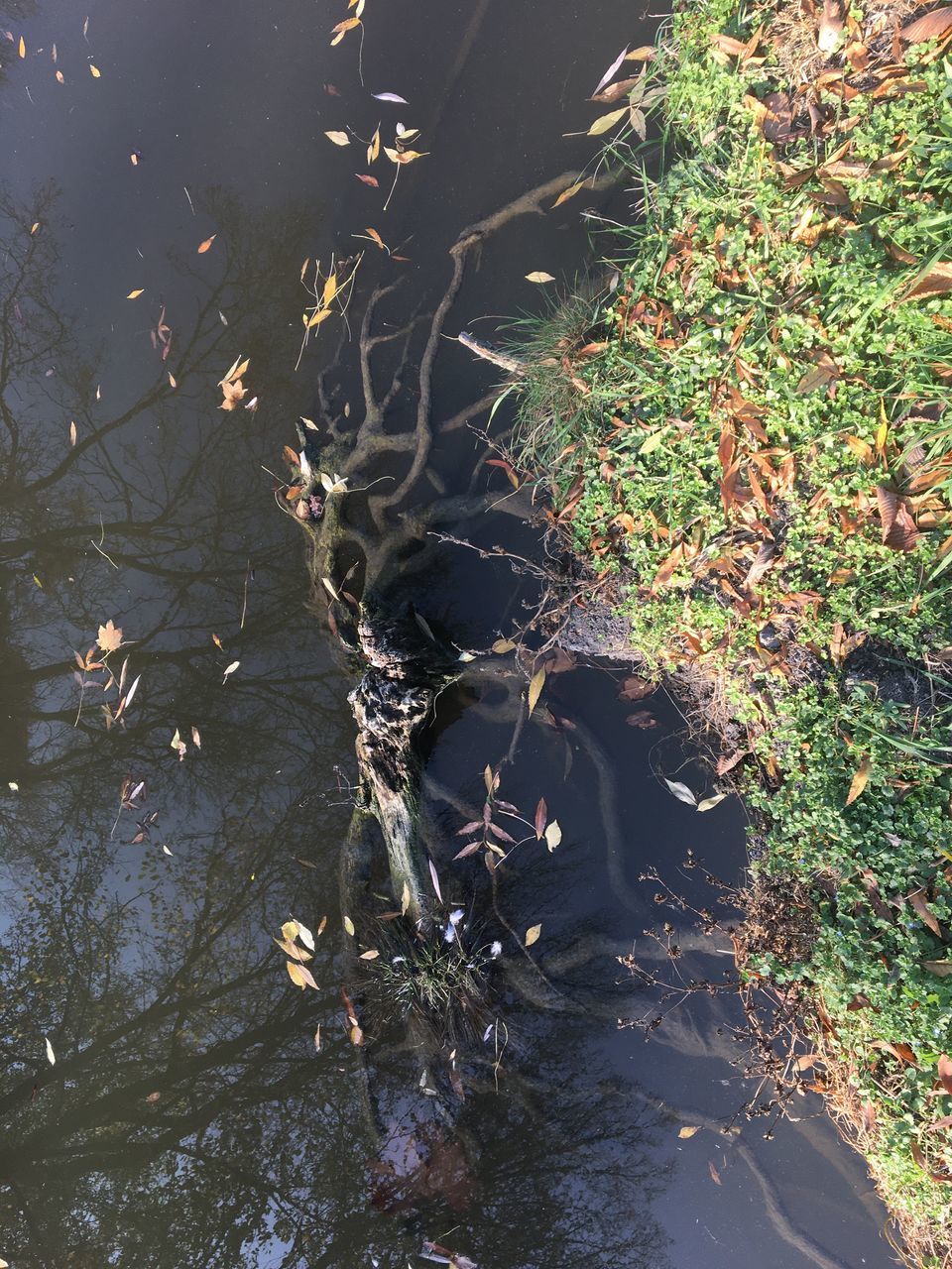 HIGH ANGLE VIEW OF A DUCK