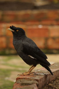 Close-up of bird perching on wood