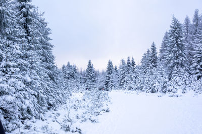 Pine trees on snow covered landscape
