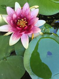 Close-up of lotus water lily in pond