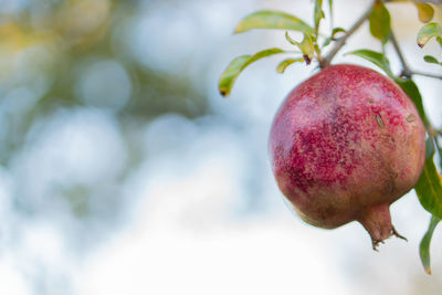 Close-up of apple on tree