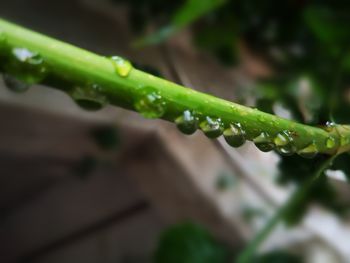 Close-up of wet plant during rainy season