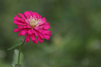 Close-up of pink flowering plant