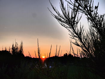 Silhouette bare trees against sky during sunset