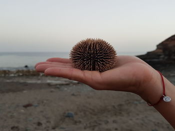 Close-up of cropped hand holding sea urchin at beach against clear sky