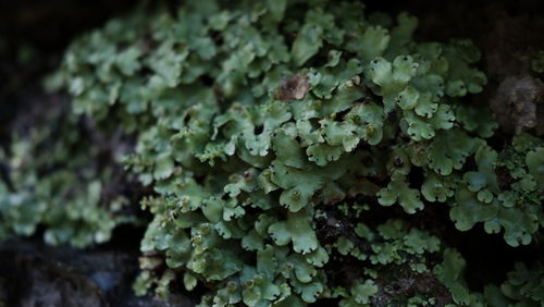 Full frame shot of fresh green plants