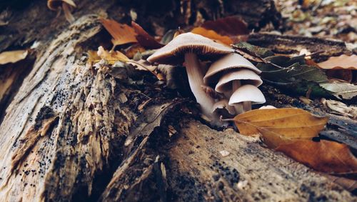 Close up of mushrooms