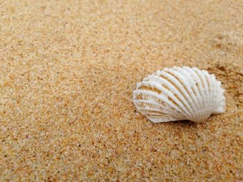 Close-up of seashell on beach