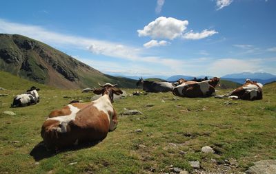 Cows on field against sky