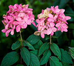 Close-up of pink flowering plant in park