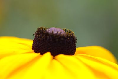 Close-up of yellow flower