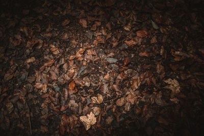 Full frame shot of trees on field