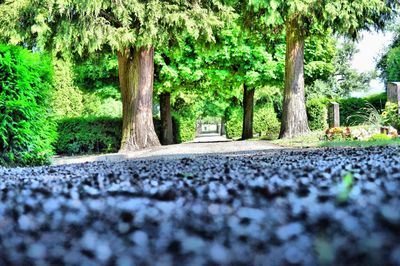 Empty road along trees