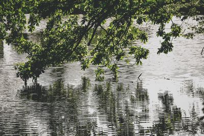 Reflection of trees in lake