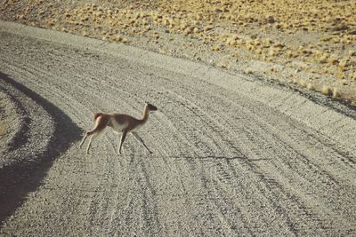 High angle view of guanaco on sand