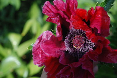 Close-up of red rose flower