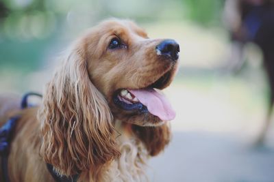 Close-up of dog looking away