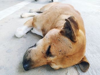 Dog sleeping on footpath