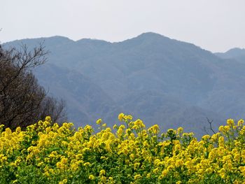 Oilseed rape farm against mountains and sky on sunny day