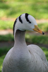 Close-up of swan