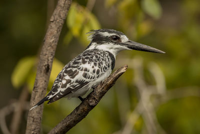 Close-up of a bird perching on branch