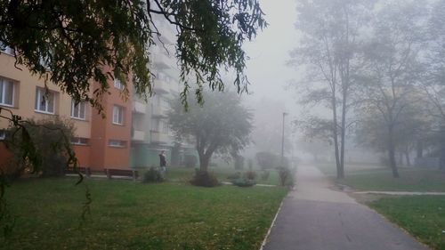 Houses by trees