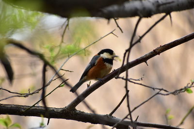 Low angle view of bird perching on branch