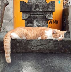 Cat sleeping