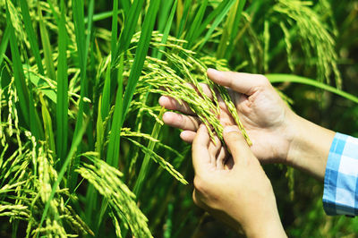 Midsection of man touching plant