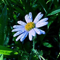 Close-up of wet purple flower